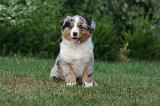BERGER AUSTRALIEN PUPPIES 852